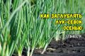 Как правильно заглубить озимый лук-севок: советы для урожайного сезона