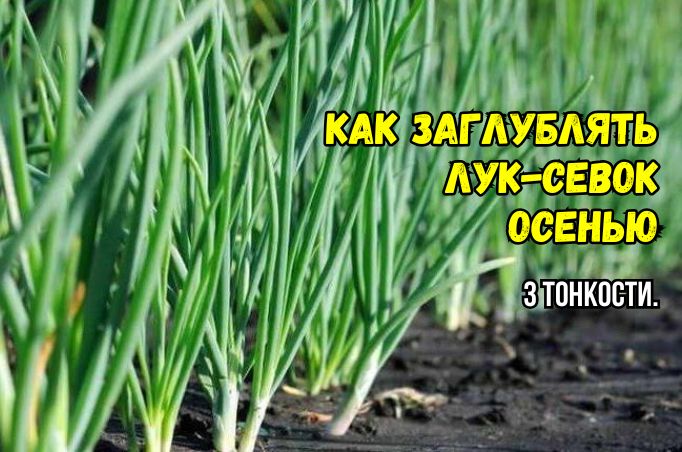 ��� ��������� ��������� ������ ���-�����: ������ ��� ���������� ������