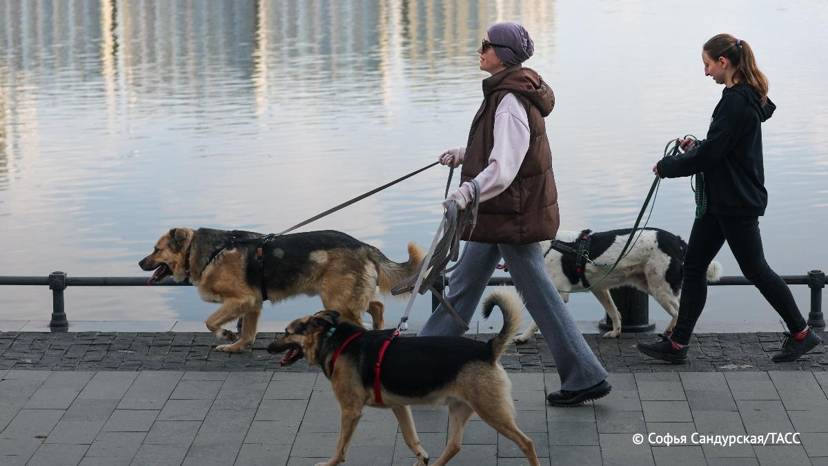 Облачность, дожди и снижение температуры до плюс 7 градусов ожидаются в Москве сегодня