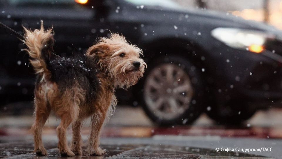 ������, ������ ���� � ����� �� 15 �/� ��������� � ������ � ����� ������, ������� �������� ������� ��������