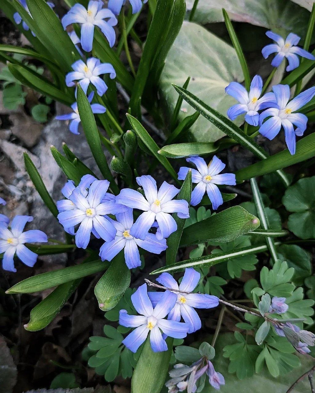 Утро понедельника встречаем цветами