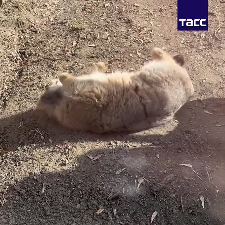 ����� ������� ����� ���������� ������ �������