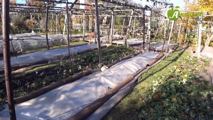 Как укрыть виноград на зиму: советы опытного виноградара