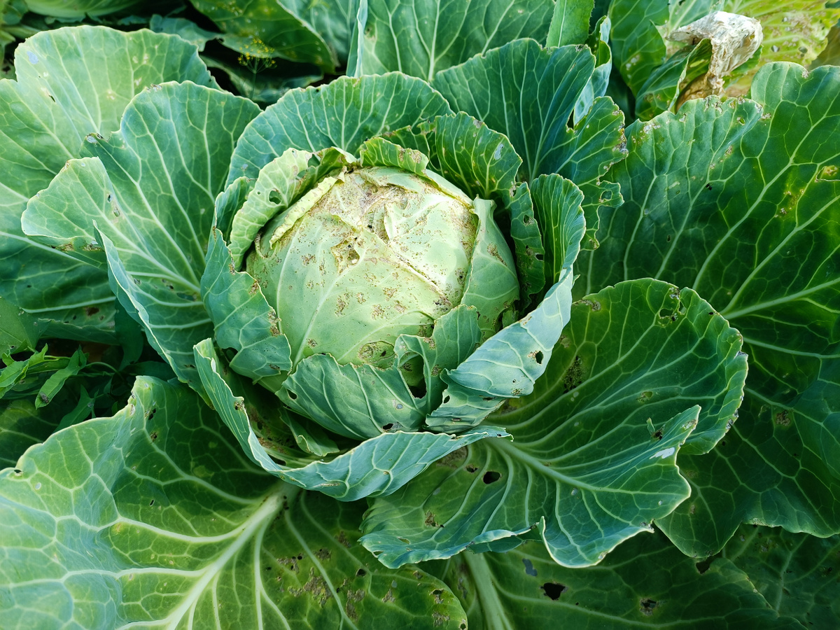 Как правильно подкармливать капусту в июле для плотных кочанов