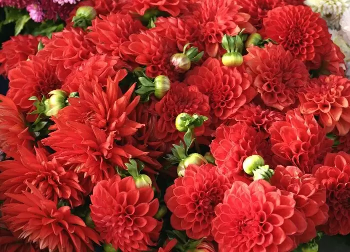 Секреты успешных георгинов: как обычная зелёнка помогает в саду