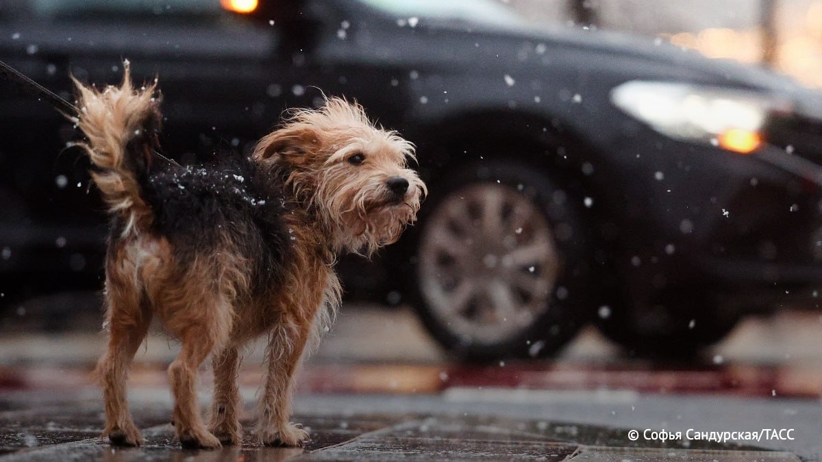 Мокрый снег и гололедица ожидаются в Москве с вечера вторника до утра среды, предупредили в МЧС