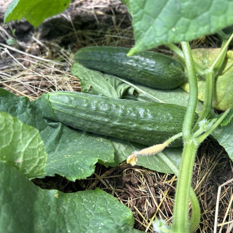 ������, �������� ������ ���������� ������