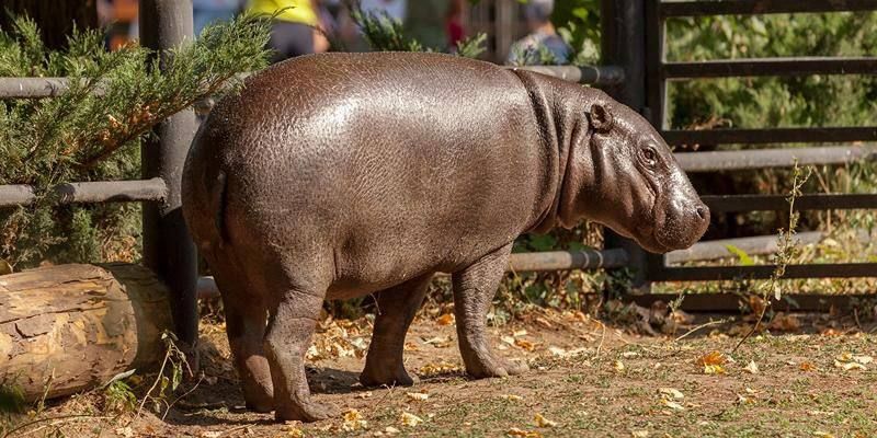 ������� ������-���������� �� ����������� �������� ����� ��������� ������ � ���������� ���������