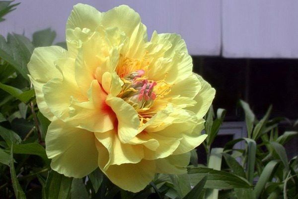 ���� ������ �����: ��� �������� ���������� �������� � �����������