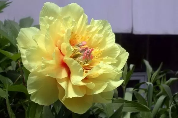 Пион Гарден Треже: как добиться идеального цветения и размножения