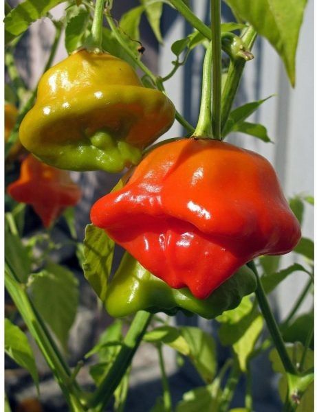 ����� ������: ���������� ����������� ���� � �����-������� ������