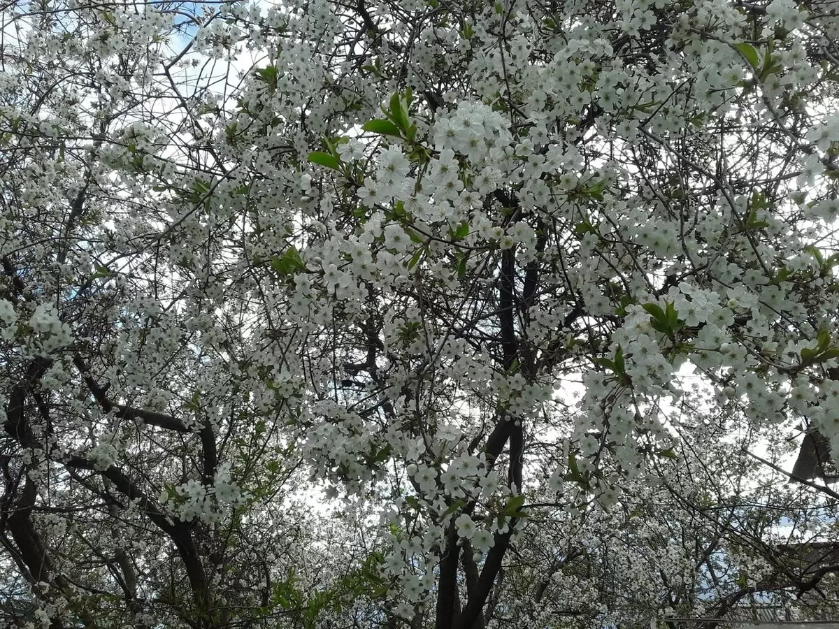 Как искусно заимствовать соседские пейзажи в своем саду