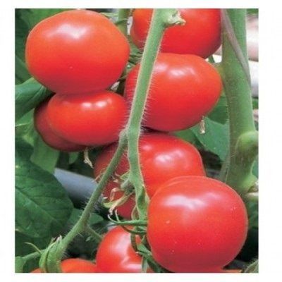 ����� �������� ��: �������� ������ � �������� �������� � ����������� �������