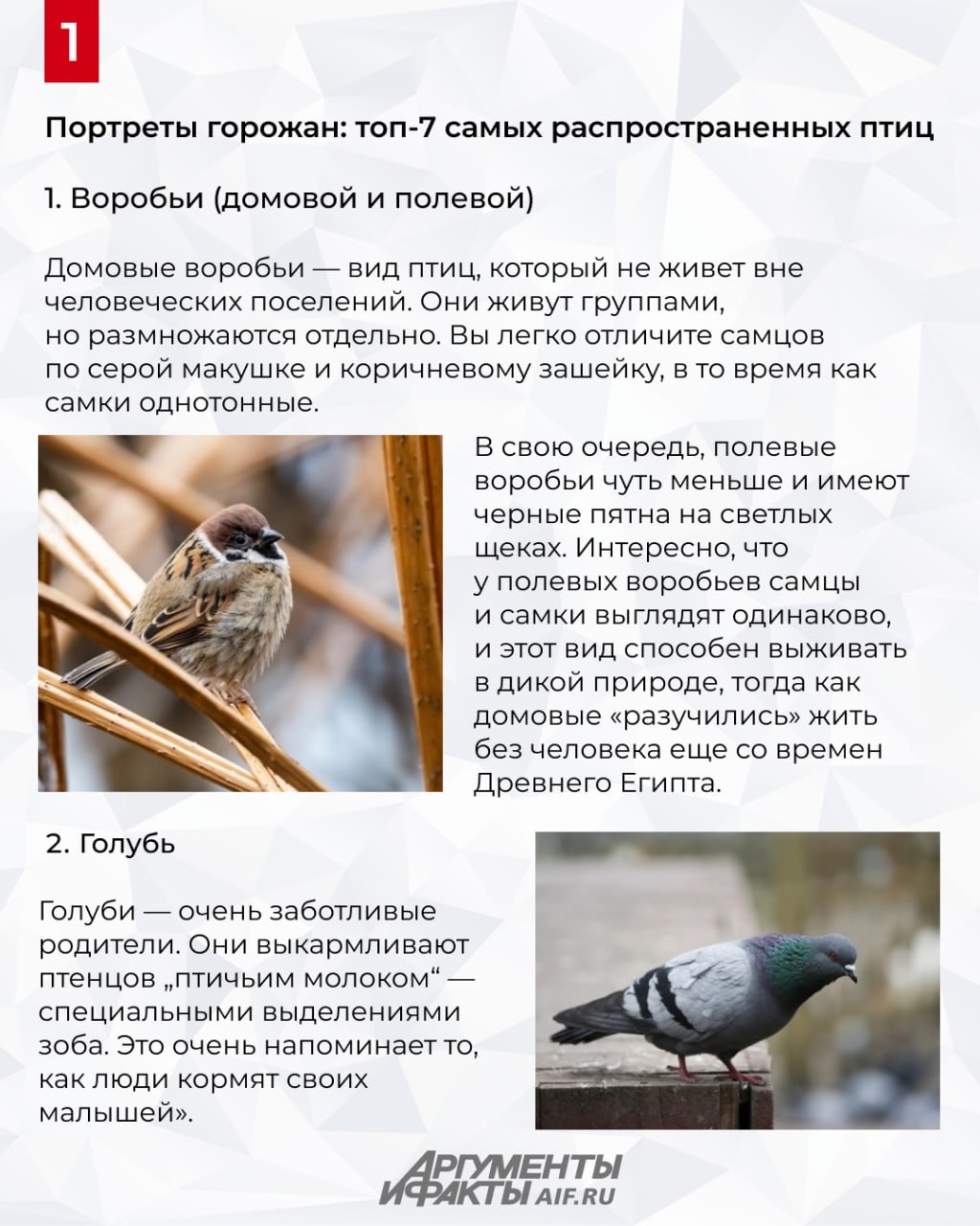 Охота с бинокуляром. Какие птицы живут в Москве Охота с бинокуляром. Какие птицы живут в Москве