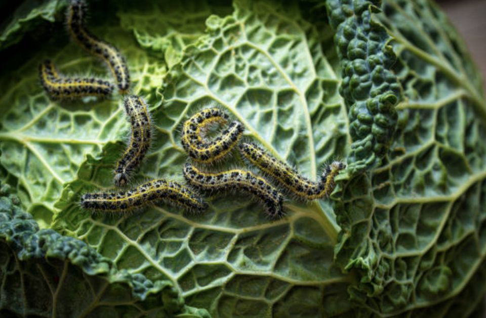 ����������� ������ ������ � ���������� �� �������: �������� �������