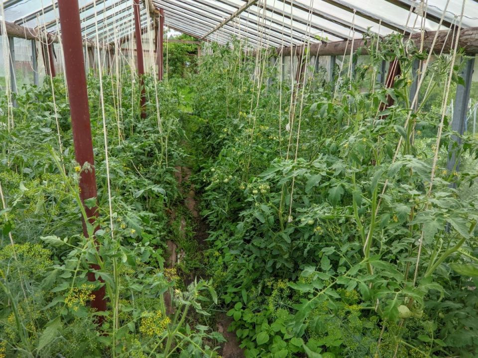 ������ ������� ������� ����� ��������� ������, ��� ������: ������, ������� ����� �����