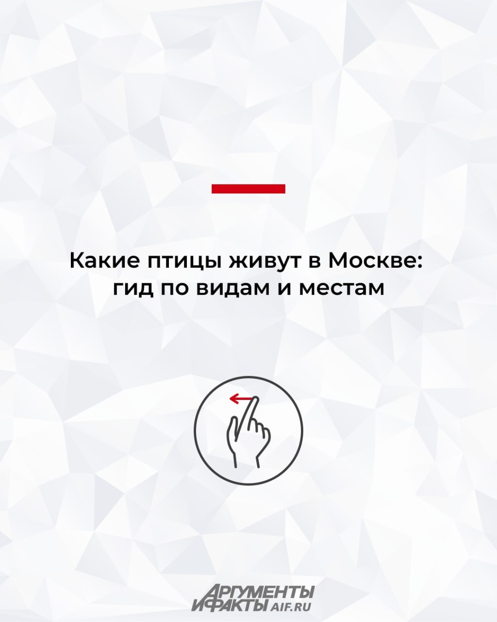 Охота с бинокуляром. Какие птицы живут в Москве