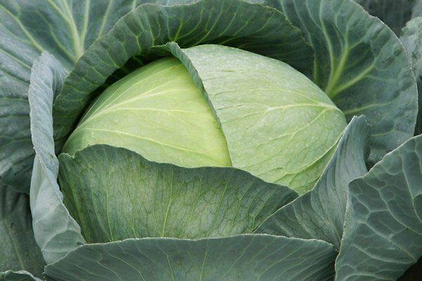 ������� ���������: ��������� ����� ��� ������ ���� � �������������� �����