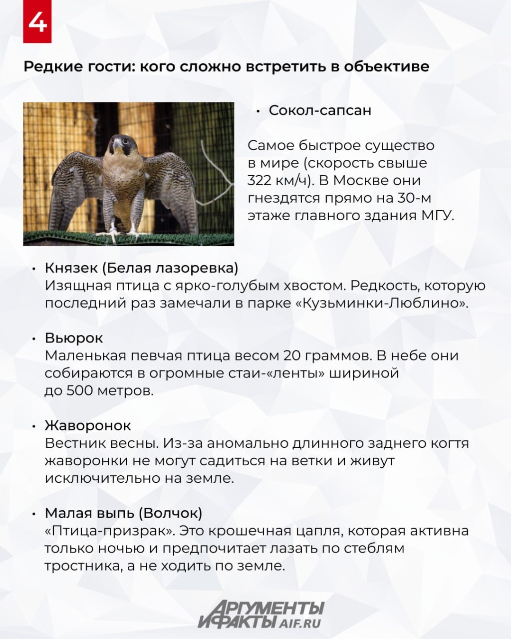 Охота с бинокуляром. Какие птицы живут в Москве Охота с бинокуляром. Какие птицы живут в Москве