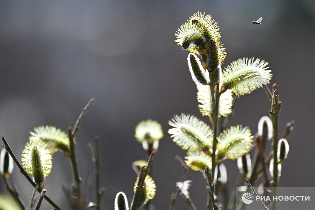 Тепло вернется в Москву на выходных, воздух прогреется до плюс 13 градусов