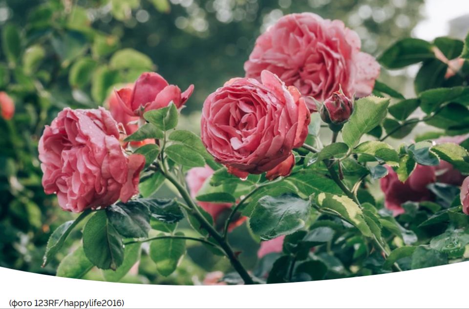 ��� ��������� �������� ���� �� ����: ������ �� ���������� � �����