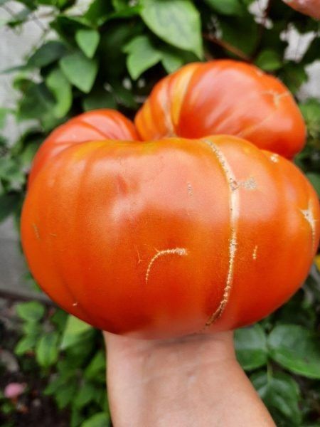 ����� ����������� �������: ��� ��������� �������� � �������������� ������