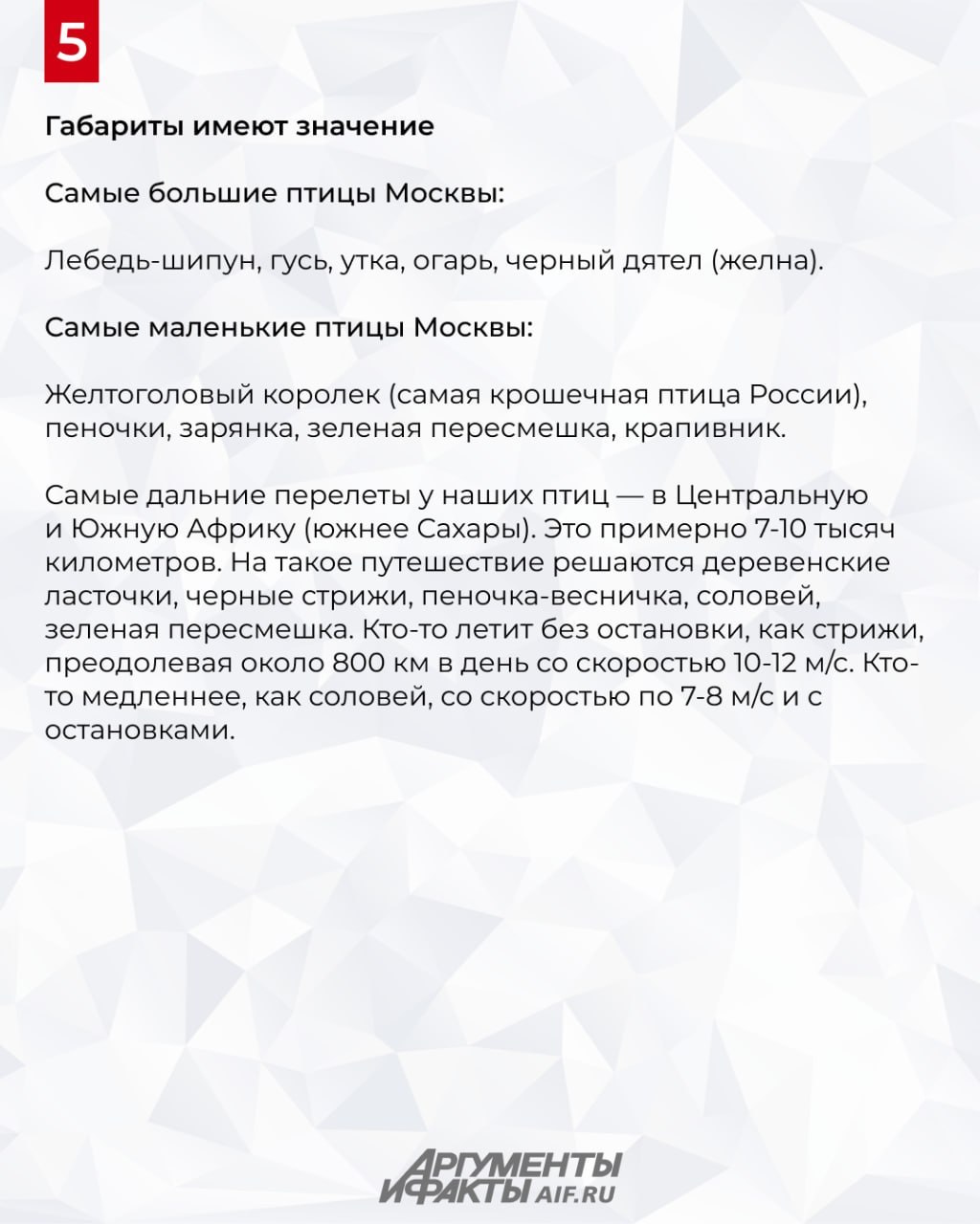 Охота с бинокуляром. Какие птицы живут в Москве Охота с бинокуляром. Какие птицы живут в Москве