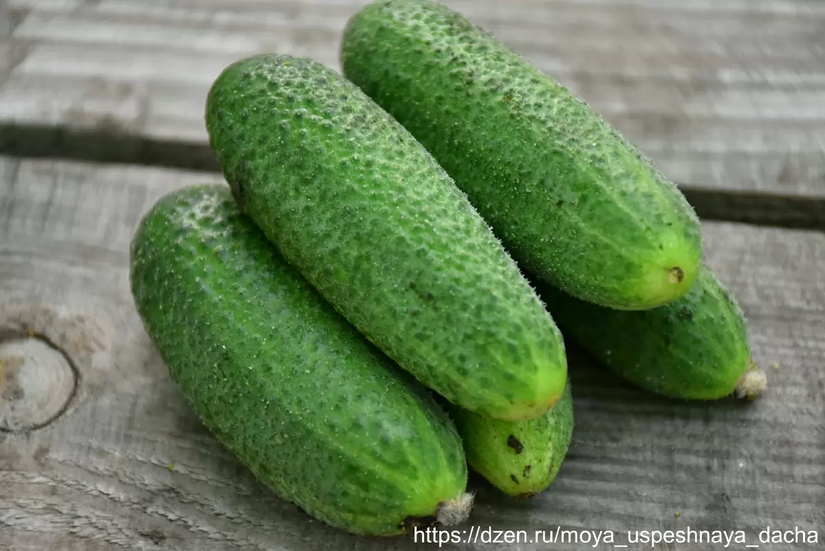 Огурец Гномик F1: новый фаворит огородников в 2025 году