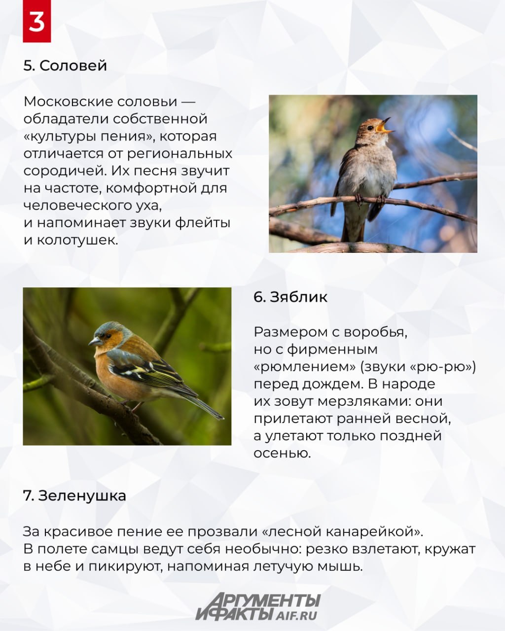 Охота с бинокуляром. Какие птицы живут в Москве Охота с бинокуляром. Какие птицы живут в Москве