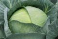 Капуста Профессор: идеальный выбор для свежих блюд и неприхотливого ухода