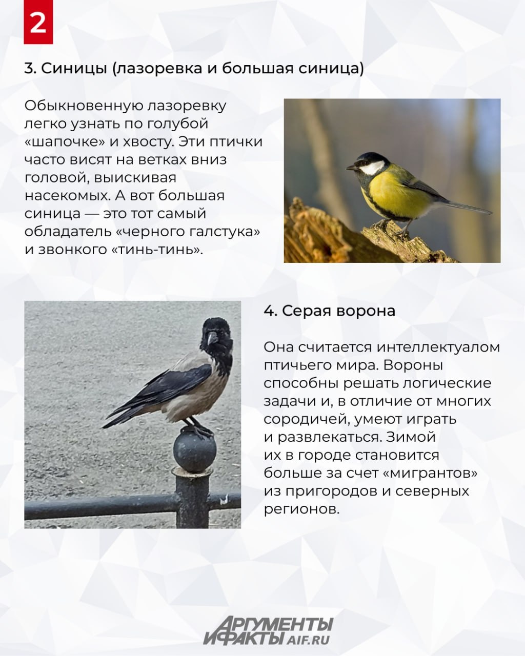 Охота с бинокуляром. Какие птицы живут в Москве Охота с бинокуляром. Какие птицы живут в Москве