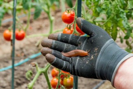 ��� ���������� �� �������� � ��������� ������: ����������� ������