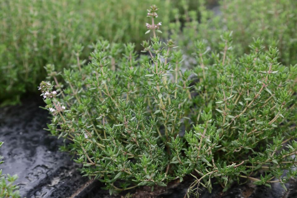 10 ������������ ��������, ������� ������� ��� ���������� �� ��������