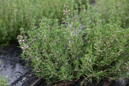 10 удивительных растений, которые помогут вам защититься от простуды