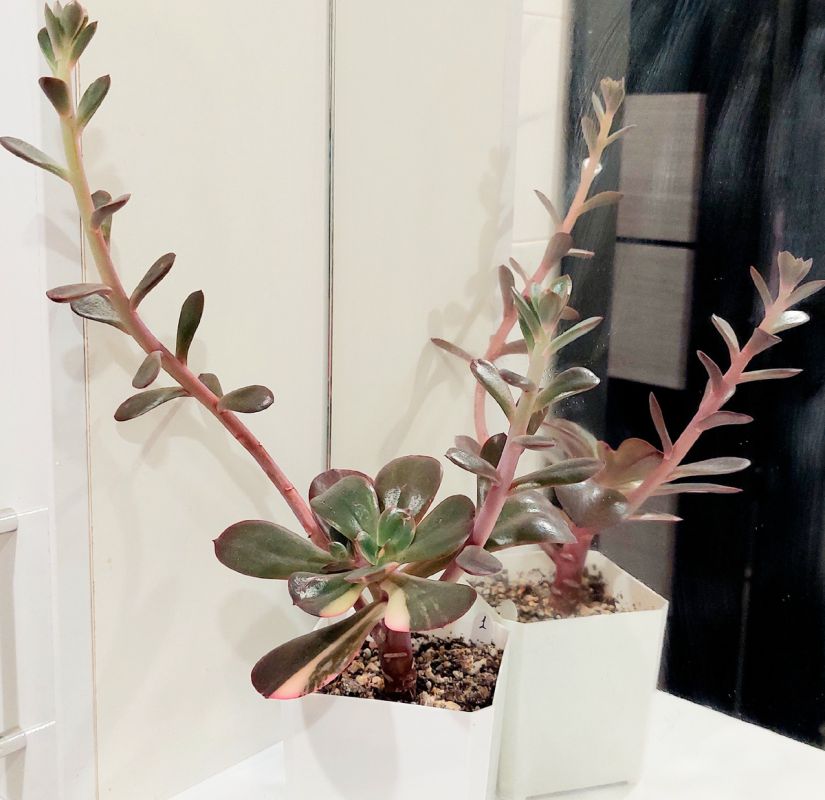 ��� ��������� �� ����������: ������ �� �������������� � �����������