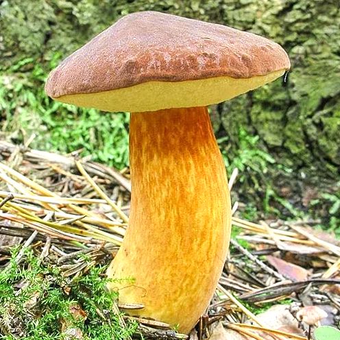 �������� ����: ������ ����