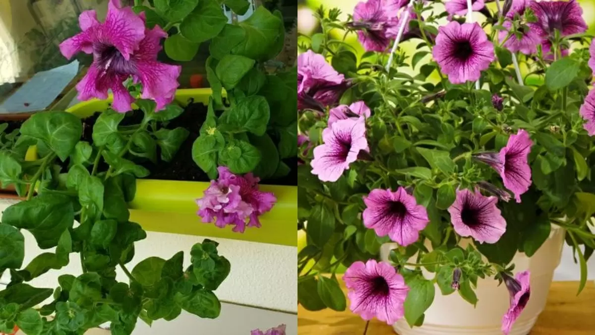 Как создать цветущий каскад из ампельной петунии менее чем за два месяца