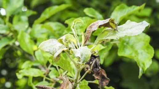 Как зимняя обрезка яблонь увеличила урожайность в три раза