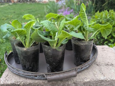 ������, ������� � �������� �������: ��� ����� ����� ������ ���������