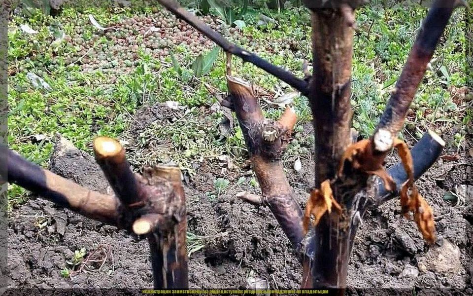 ������ ������ ������� �������� ����� ����� ���������������?