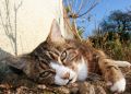 Как защитить дачный участок от навязчивых котов