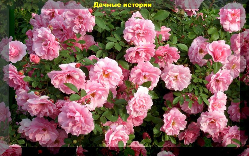 ����� ����������� ���: ������ ����� ��� ������ ����