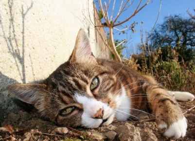 ��� �������� ������ ������� �� ���������� �����