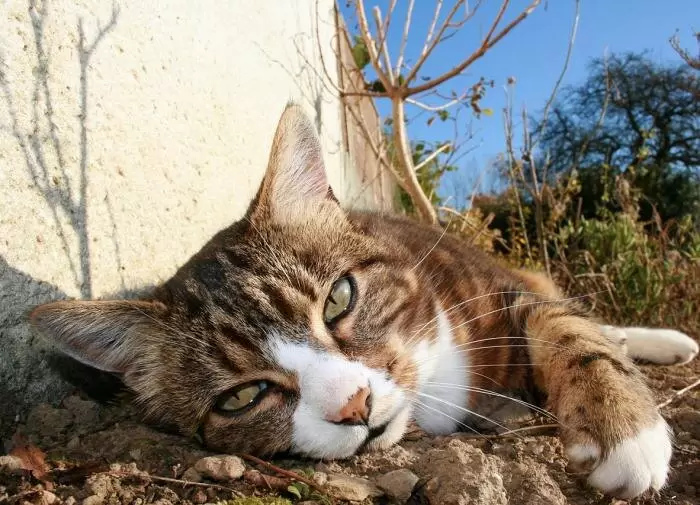 Как защитить дачный участок от навязчивых котов