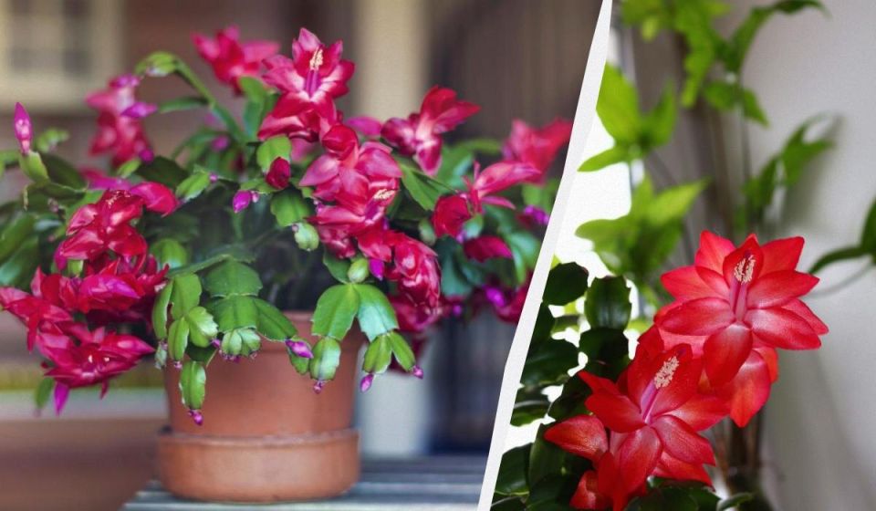 ������� ������� ����������: ��� �������� ������� ��������