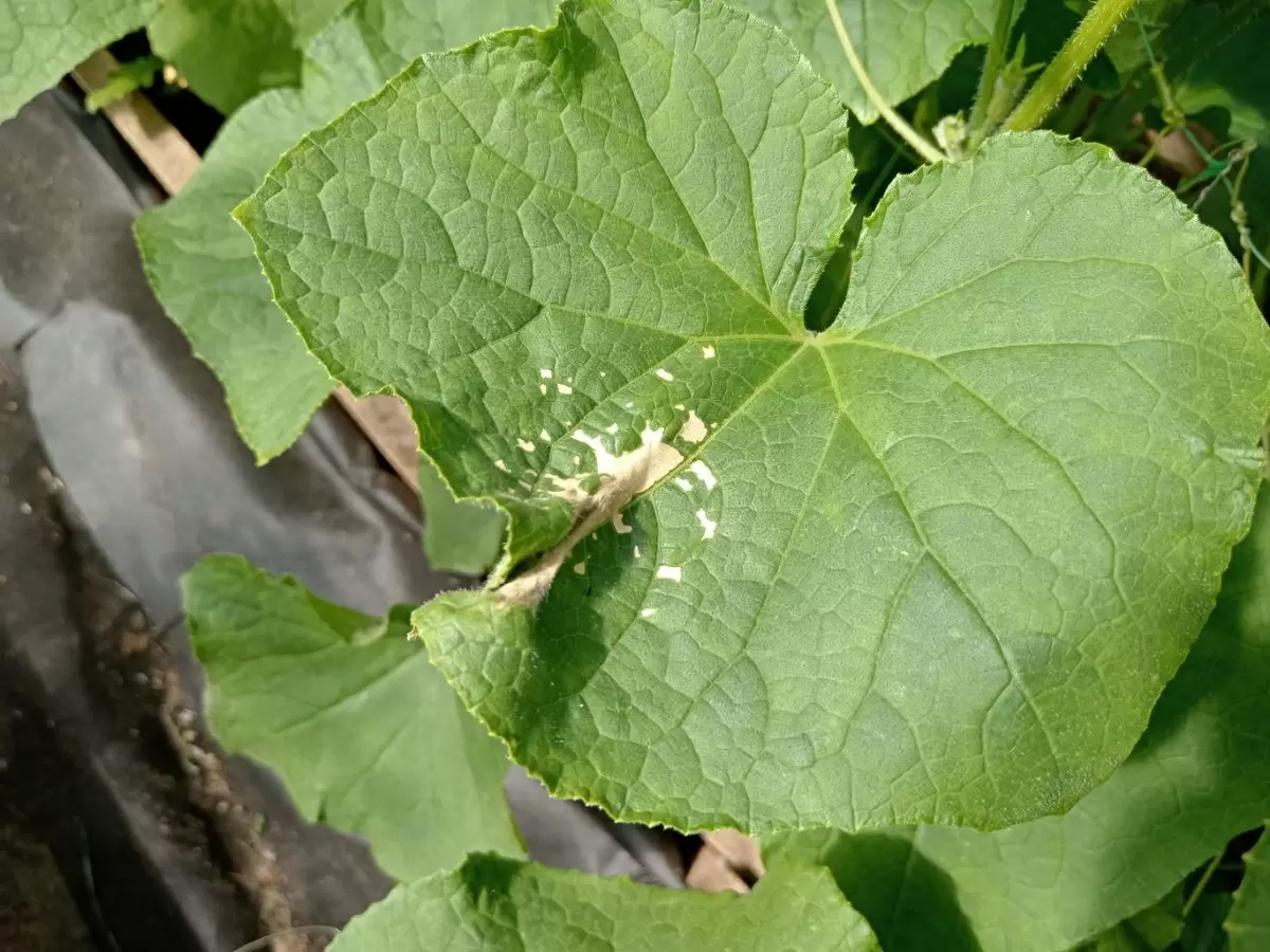 Как огурцы спасаются от солнечных ожогов: советы для садоводов