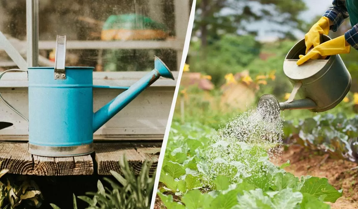 Как неправильный полив может погубить ваш огород: советы по выбору воды