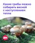 Пришло тепло — пошли грибы: в столичном регионе началась «тихая» охота