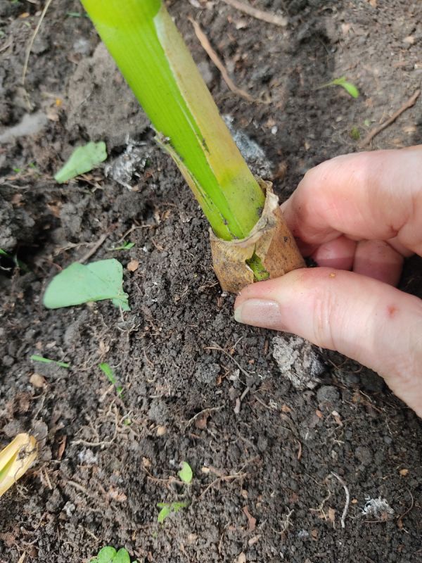 ����� ���������� ������ �������: ������� ��������