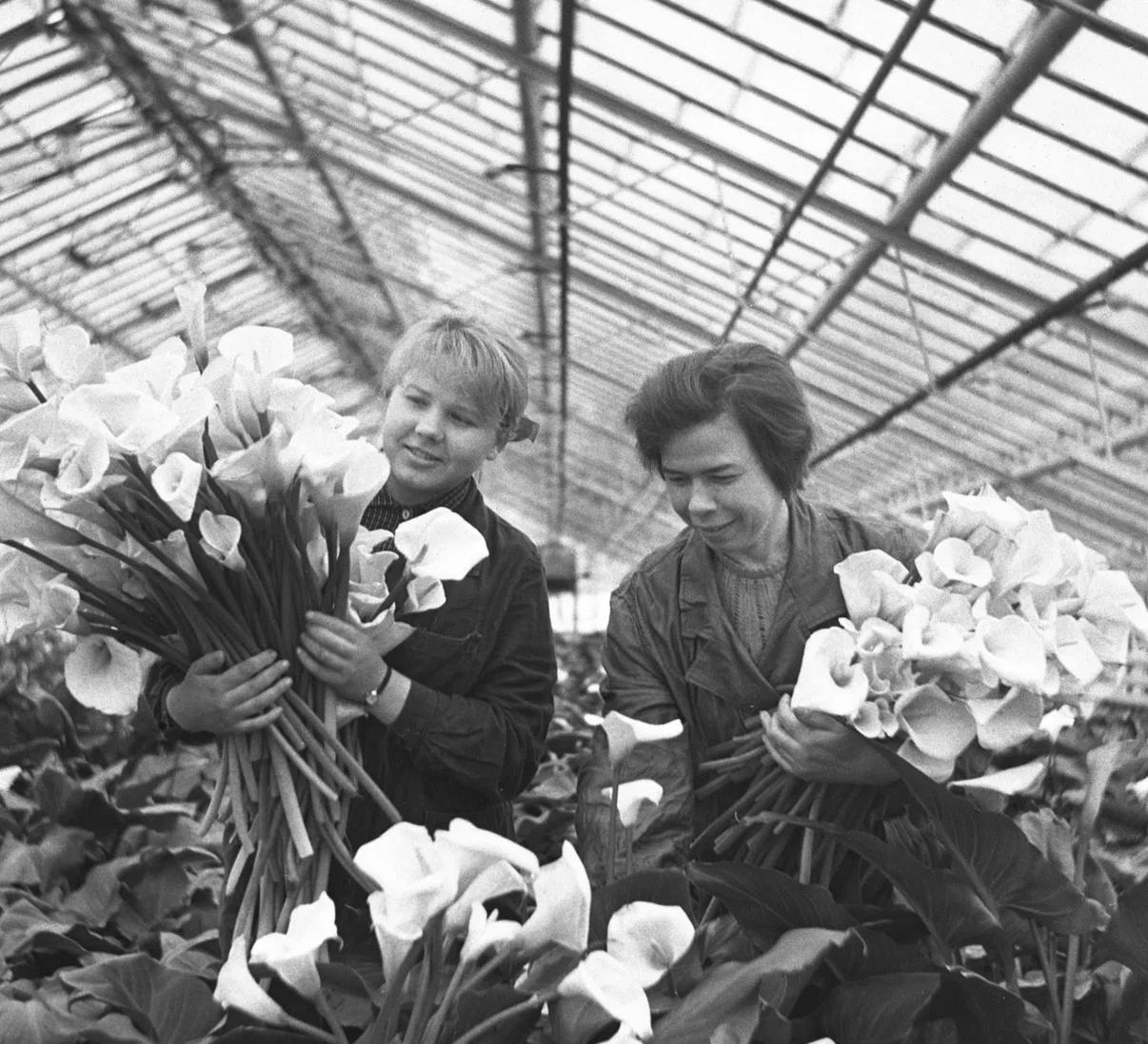 Фотофакт: Работницы Измайловского комбината декоративного садоводства срезают каллы для отправки в цветочные магазины к Первомаю